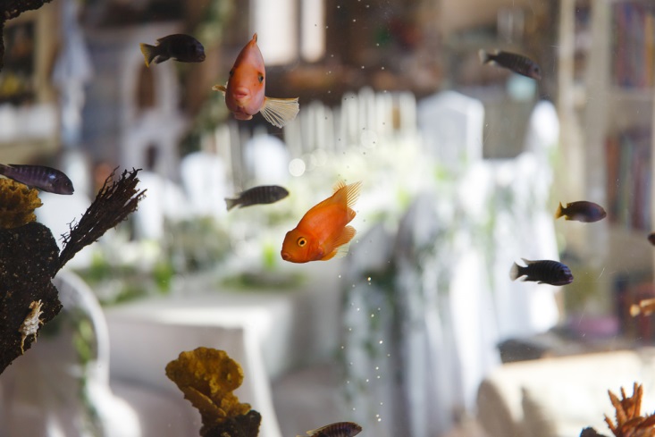 Fish in aquarium at a reception venue